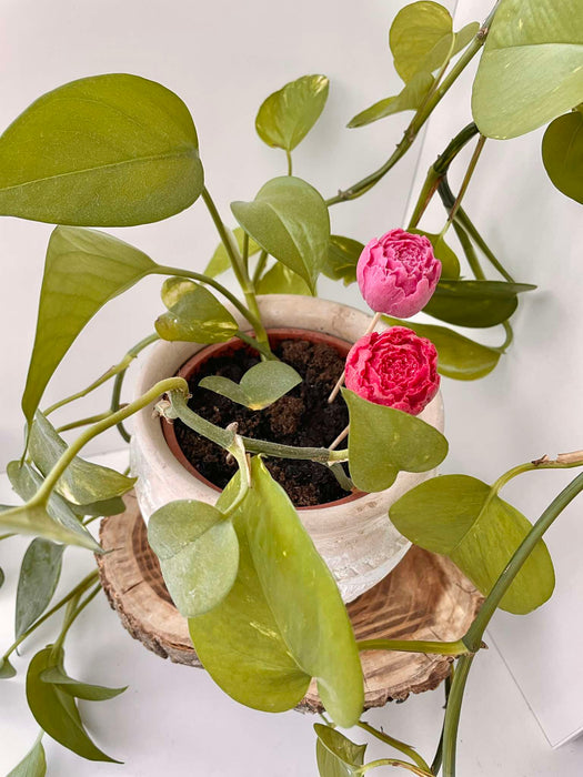 'Illatvirág' kaspódísz 💐