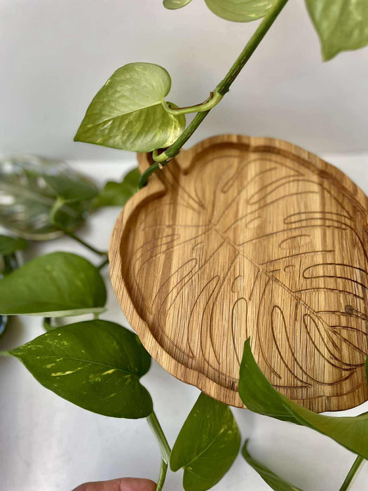 'Monstera' tölgyfa tálka 🪵🌿