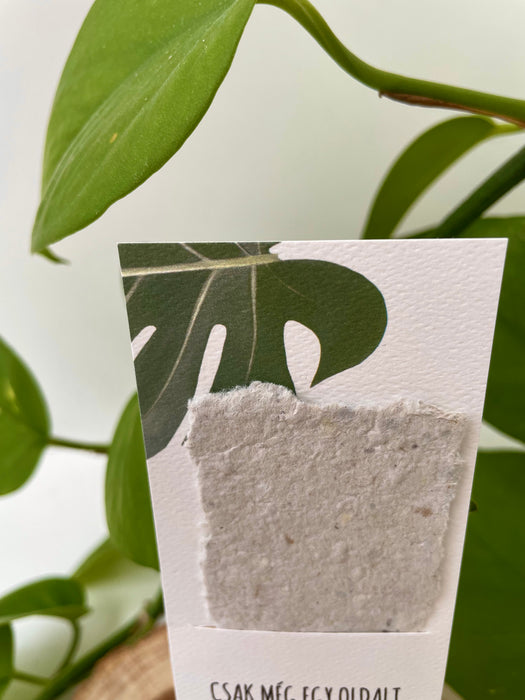 'Monstera' könyvjelző 📚🌿